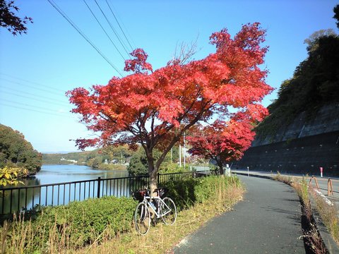 2010年11月20日 香嵐渓