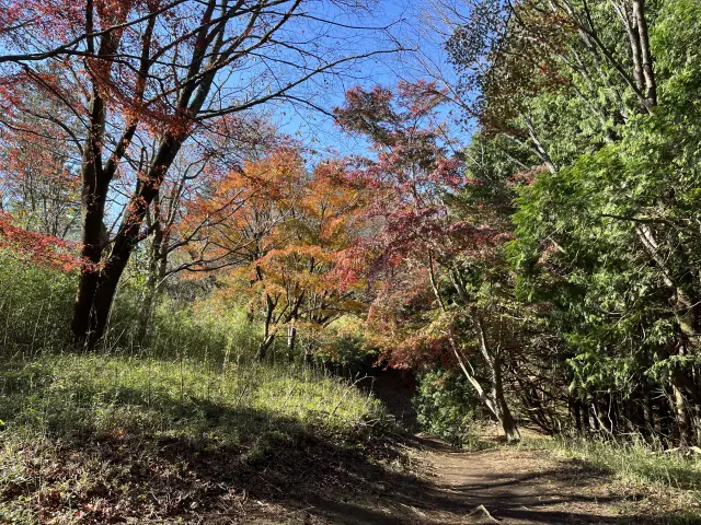 2023年11月24日 小田原-塔ノ峰-湯坂路-元箱根